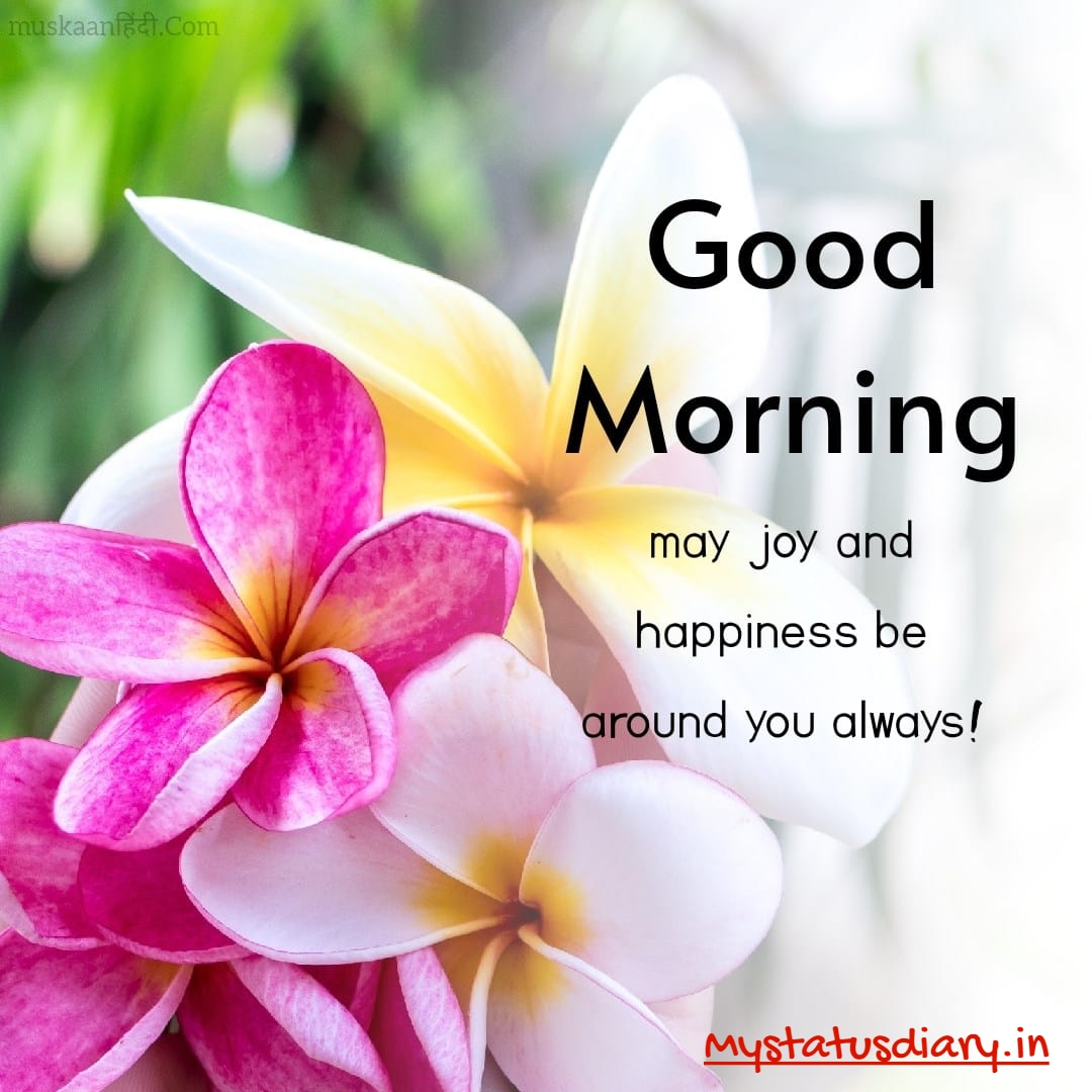 Cute Good Morning Flower Images To Impress Friends and Lover 2023